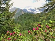 85 Rododendro rosso (Rhododendron ferrugineum) per il Pizzo del Diavolo